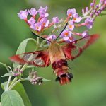 Hummingbird moth on purple flowers at Blendon Woods
