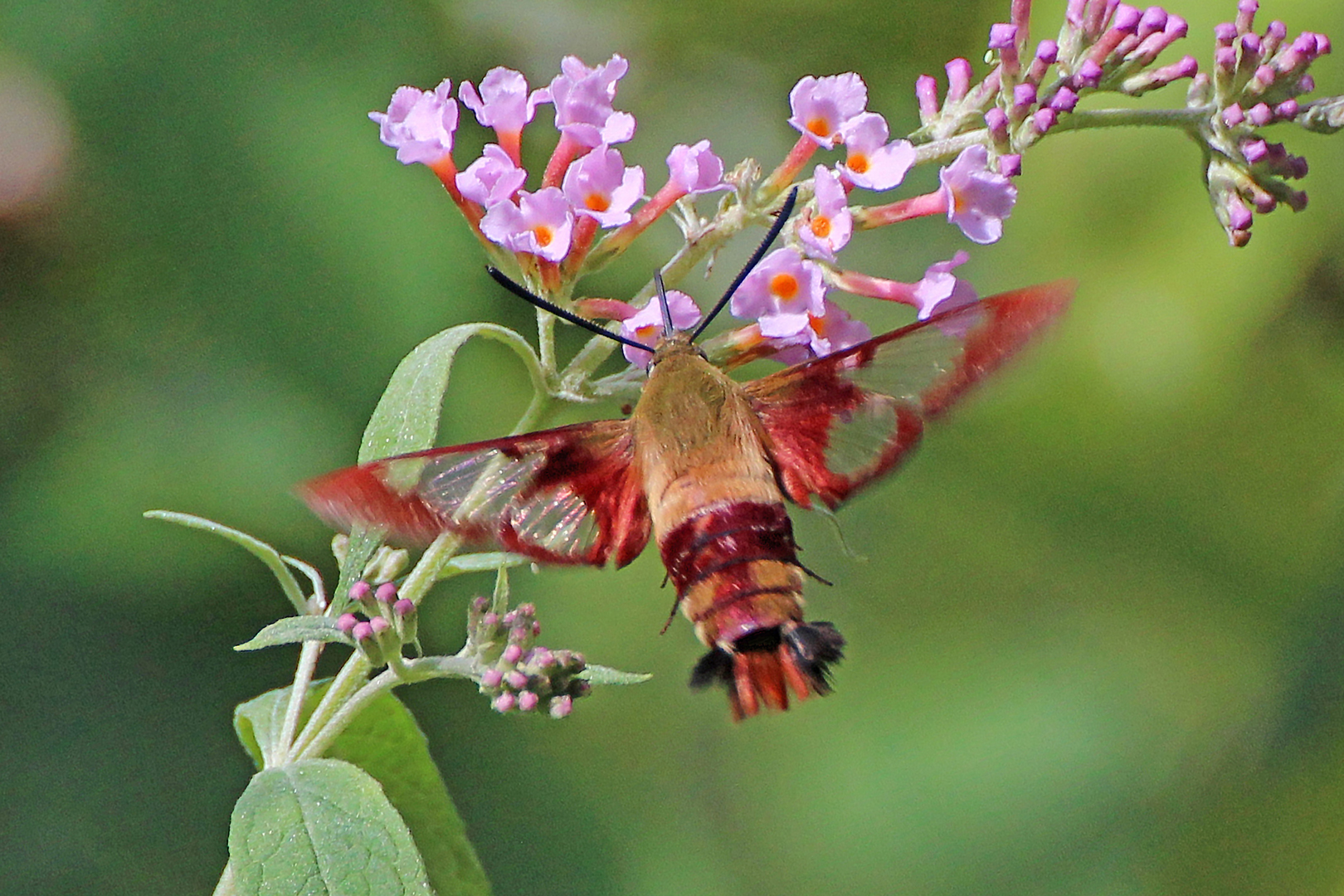1080p_Bleimes-George_BLN_Hummingbird-Moth_90.jpg