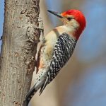 Red-bellied woodpecker on tree trunk readies itself to drill for insects at Highbanks