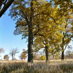 Old bur oaks stand tall in the prairie savannah at Metro Parks' Pearl King prairie