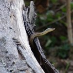 Snake emerges from a tree stump at Slate Run