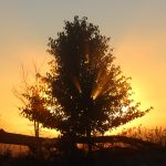 Setting sun illuminates tree on edge of prairie at Prairie Oaks