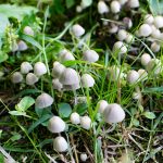 Spread of marasmioid mushrooms in forest at Sharon Woods