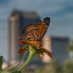 Viceroy butterfly on flower at Scioto Audubon with Columbus skyline behind