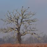 Two eagles sit atop highest point of a swamp white oak at Pickerington Ponds