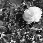 White rose at Park of Roses