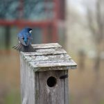 Tree swallow on bluebird box with Grange Insurance Audubon Center behind