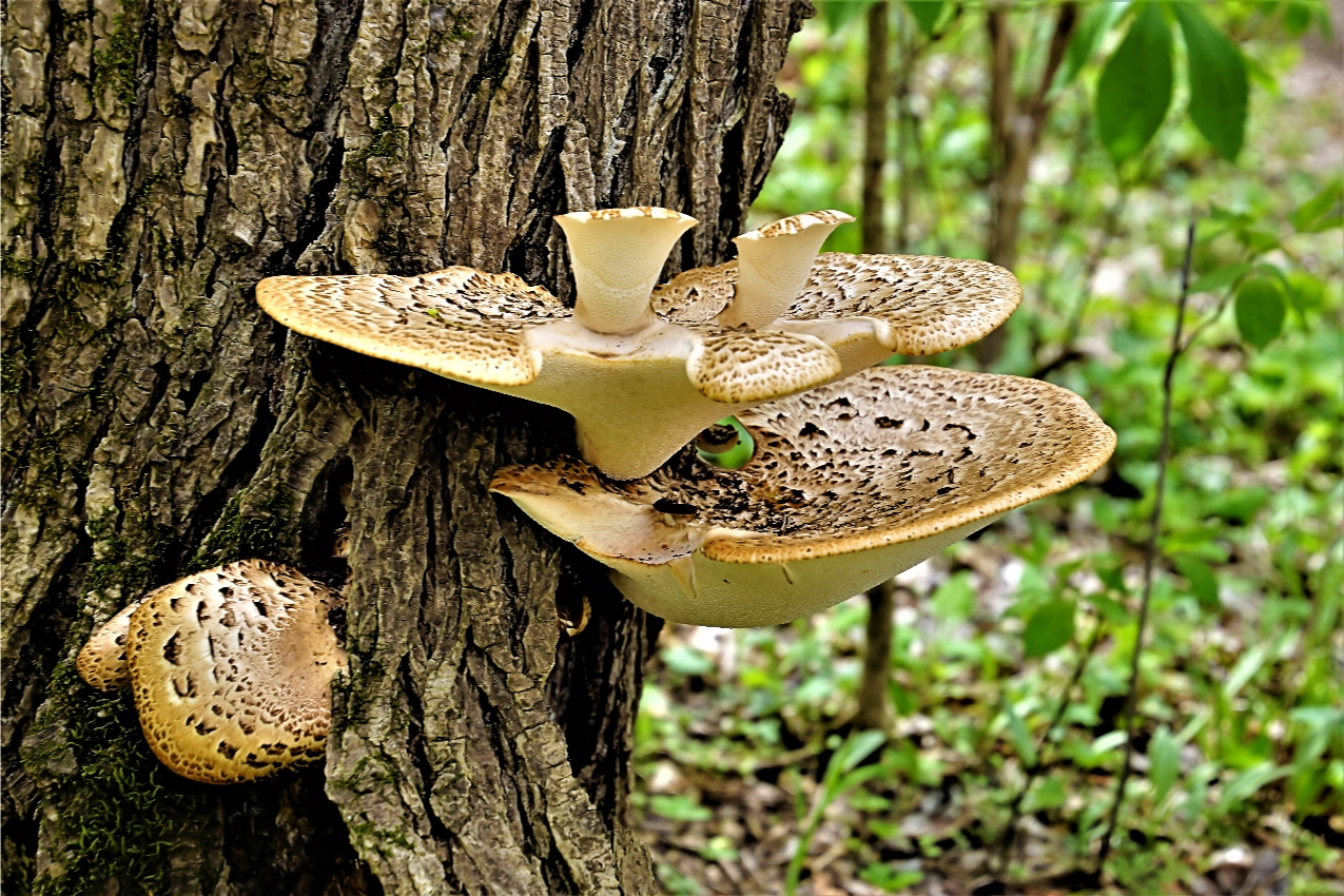 Shelf mushrooms on tree at Blacklick Woods