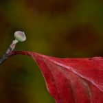 New bud on branch with autumn leaf at Chestnut Ridge