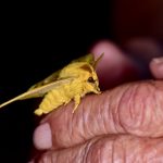 Yellow moth crawls on person's finger at Clear Creek program