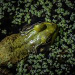 Bullfrog swims through aquatic plants at Inniswood wetland