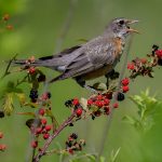 Juvenile robin feasts on blackberries at Pickerington Ponds