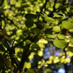 Sunlight strikes leaves in gardens at Inniswood