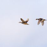 A male and a female wood duck in flight over Blendon Woods