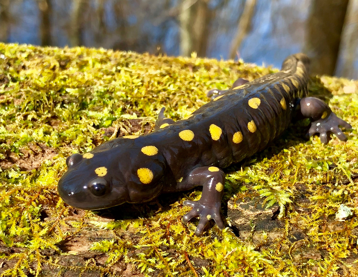 Spotted salamander emerges from a vernal pool at Blacklick Woods