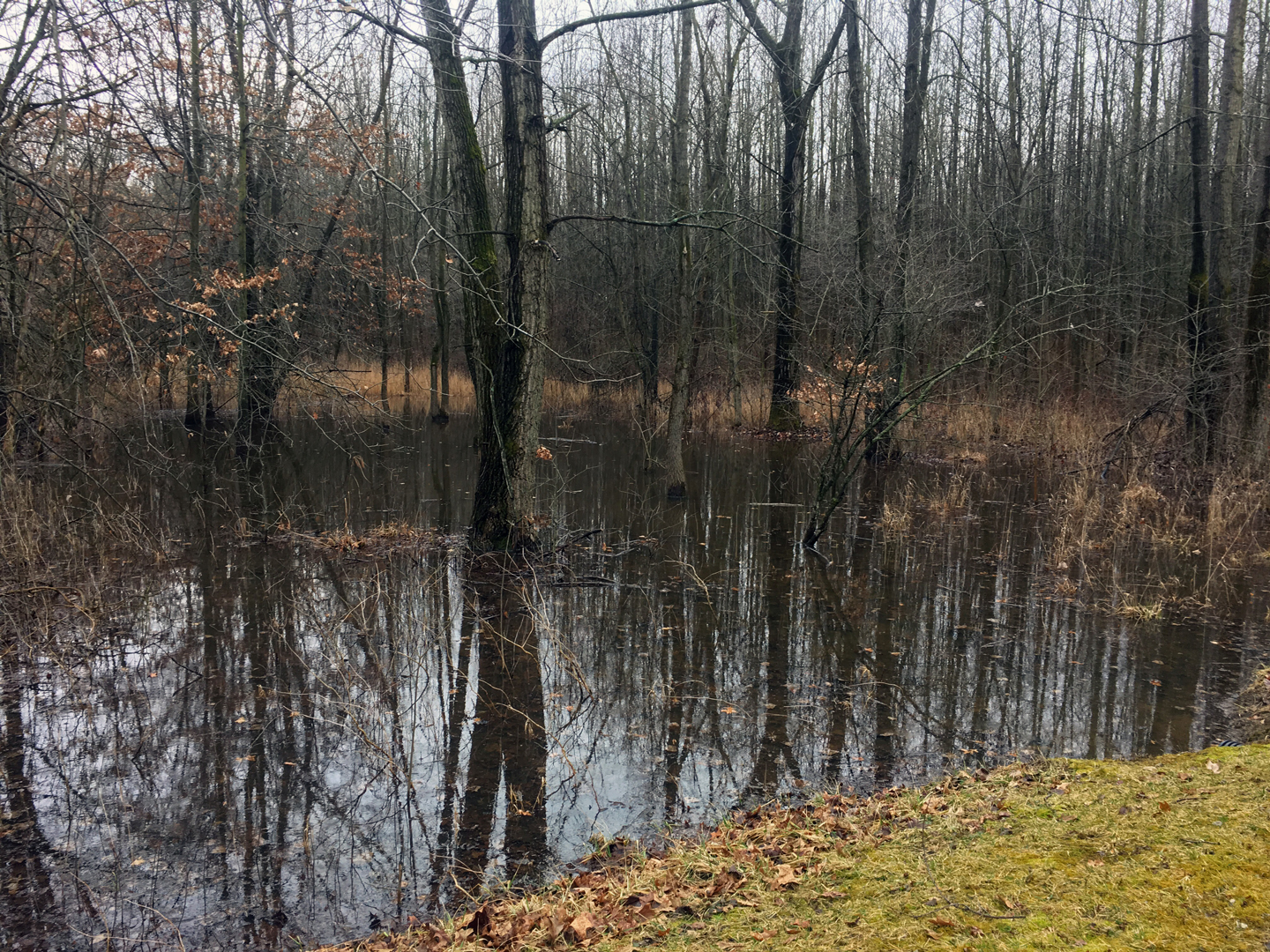 A vernal pool at Walnut Woods with maximum water fill