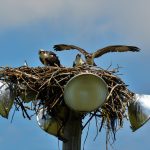 Three osprey on their nest at Scioto Audubon Metro Park