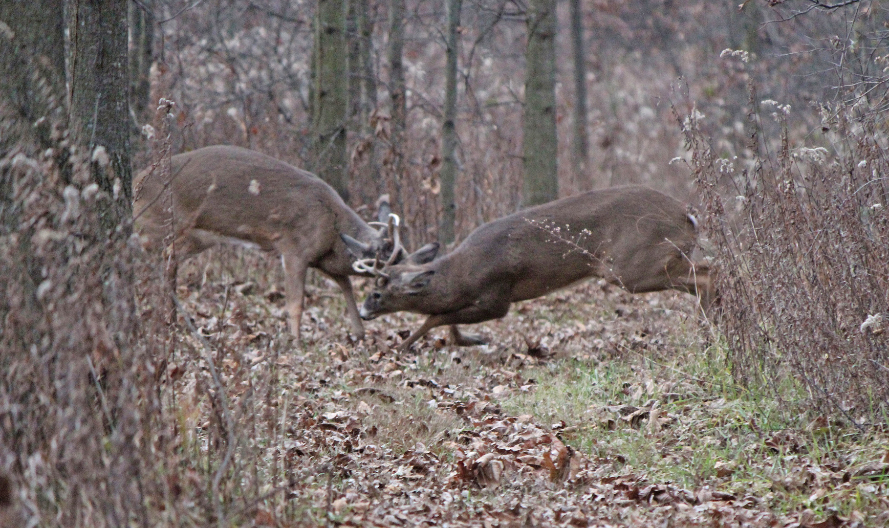 Picture this: Abounding Beauty in the Parks - Columbus Metro Parks - Blog