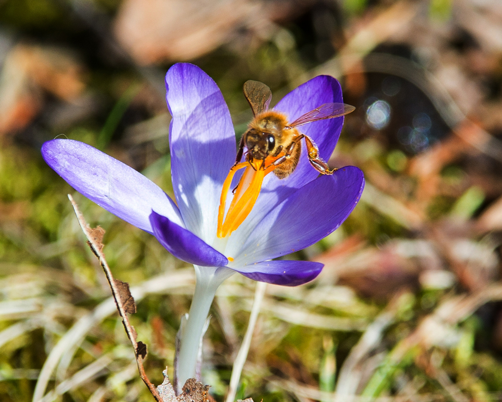 A honeybee on a crocus shows that wildflowers are an important source of nectar for pollinators