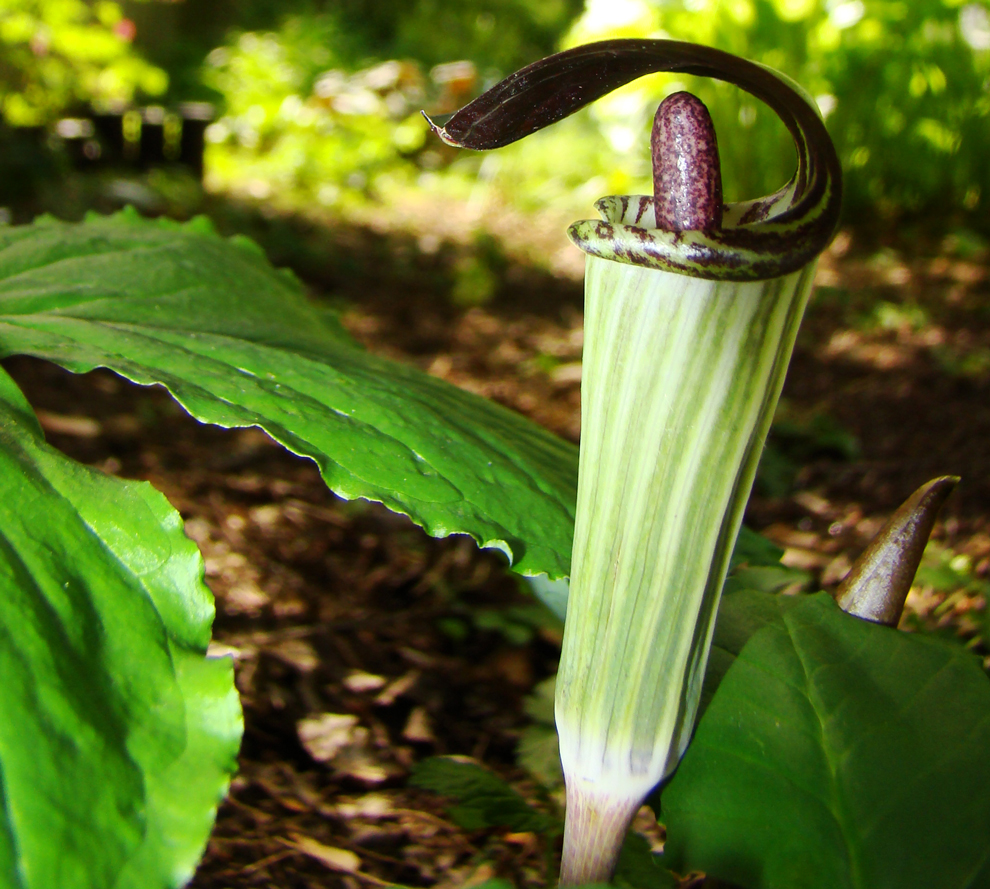 Jack-in-the-pulpit is one of the spring wildflowers you'll find in Metro Parks