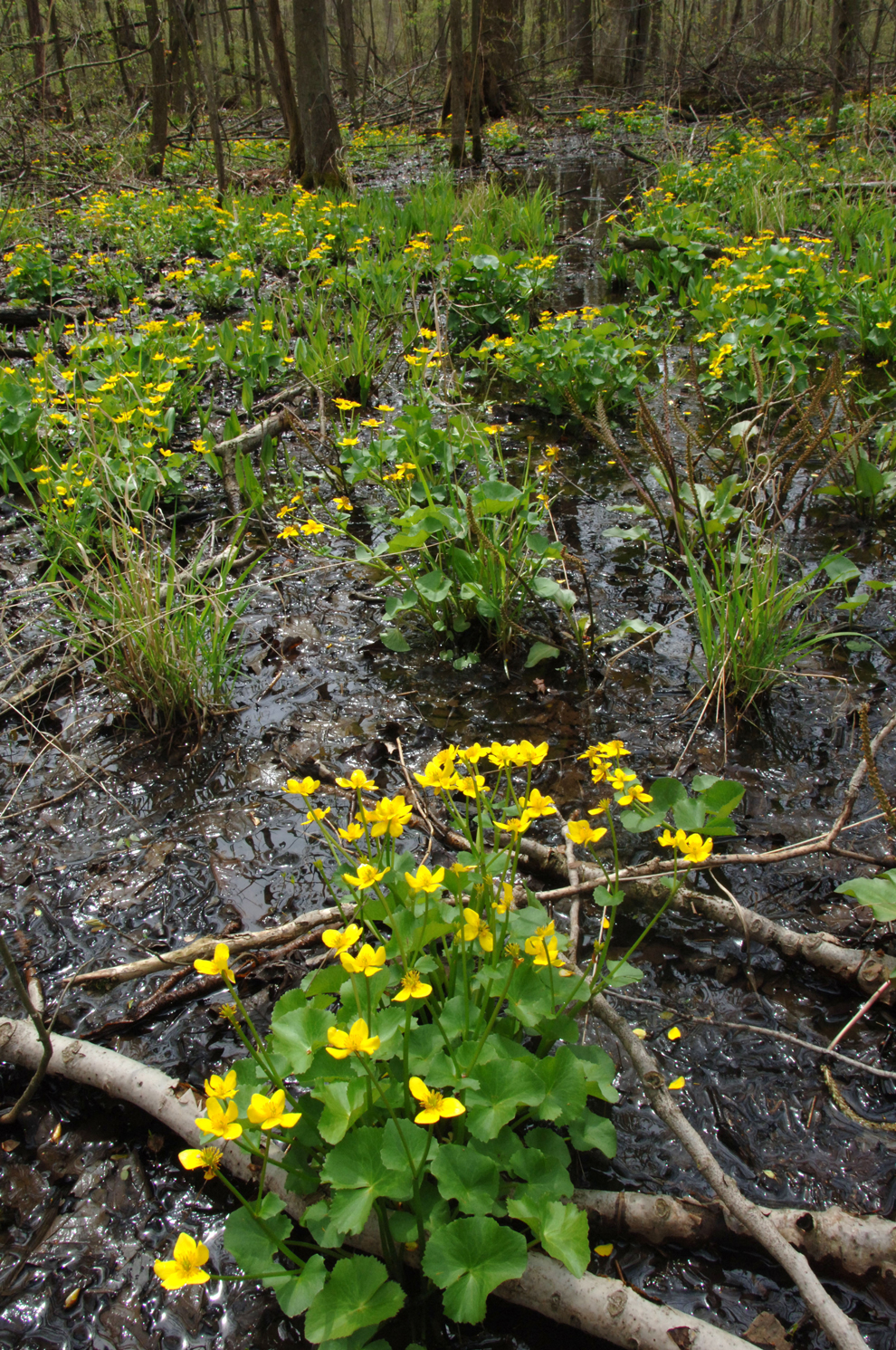 Marsh marigold wildflowers spreads across a wet marsh