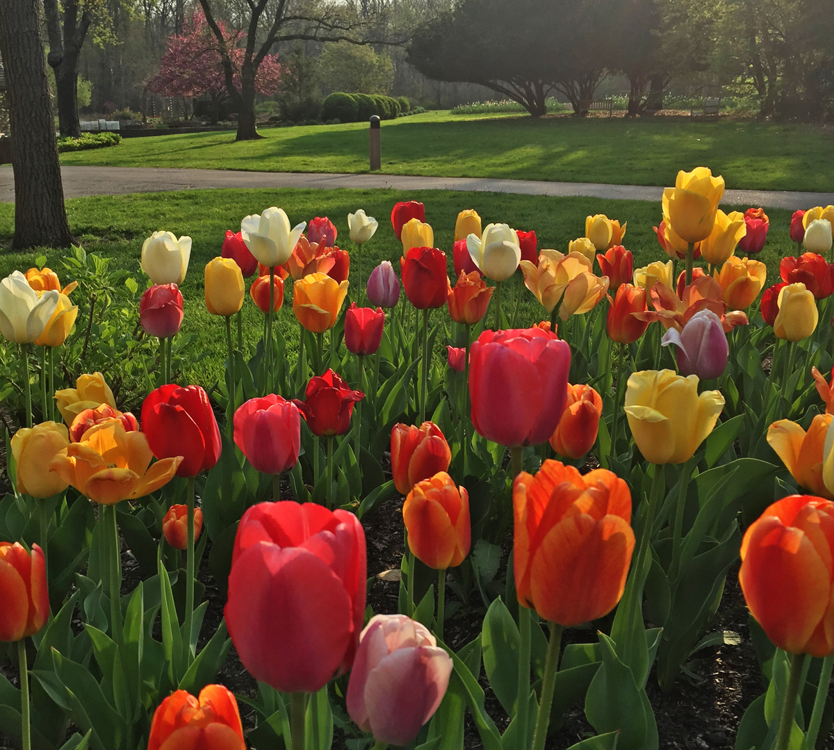 Tulips in bloom at Inniswood Metro Gardens