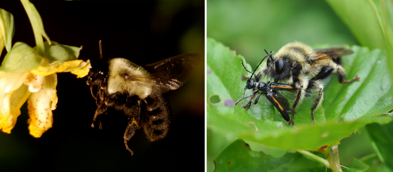 Bumble bee and its mimic, the robber fly