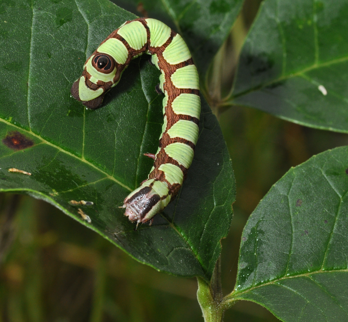 Abbot's sphinx moth caterpillar mimics a snake's eye on the back end of its body