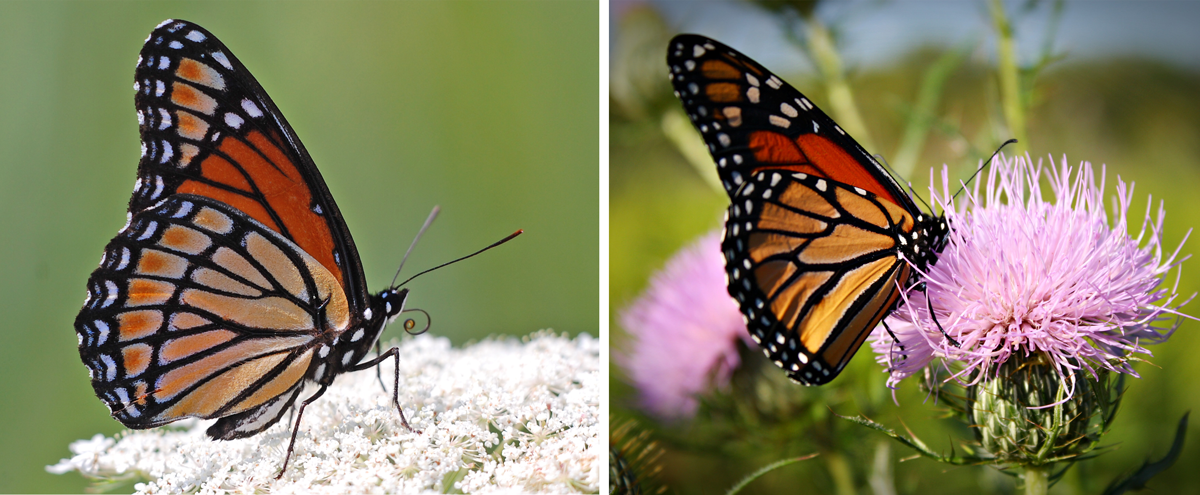 Viceroy butterfly mimics a monarch butterfly