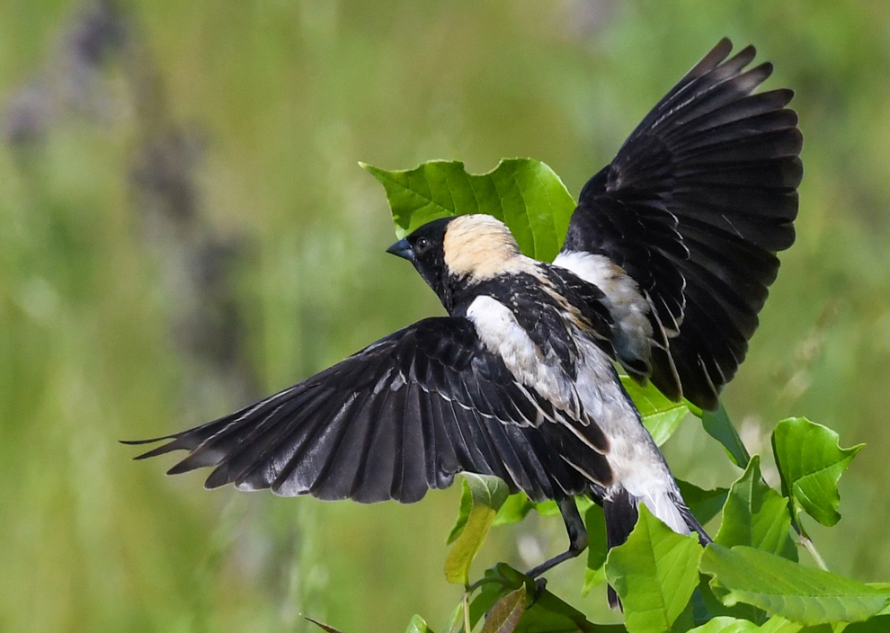 Bobolink spreads its wings in the grassland at Glacier Ridge