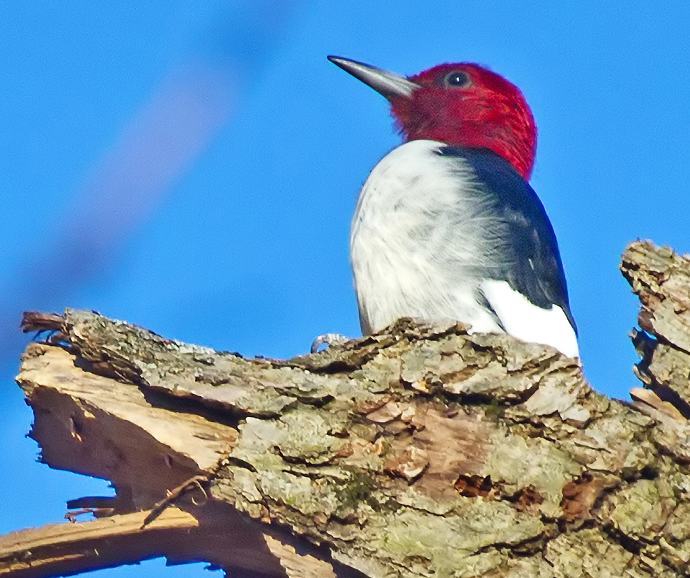 Red-headed woodpecker at Blacklick Woods