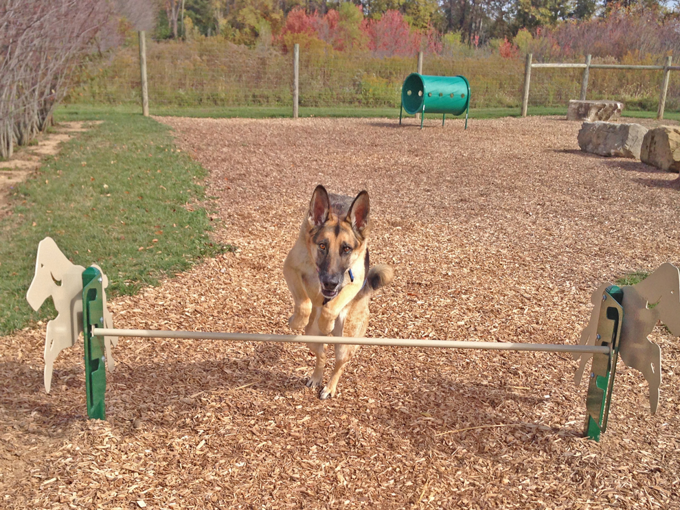 A dog leaps over the rail at Walnut Woods Metro Park's dog park obstacle course.