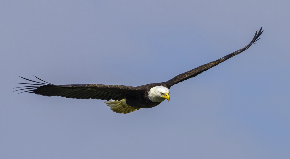 Eagle flies over Highbanks Metro Park