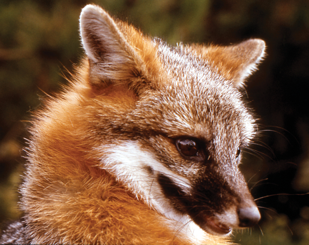 Close up of the head of a red fox