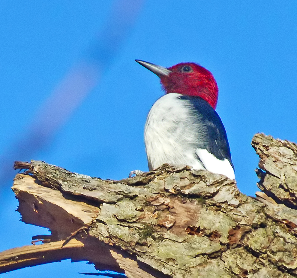 A red-headed woodpecker sits on a snag at Blacklick Woods