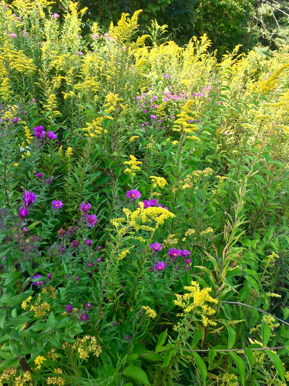 Behold The Flowers Of Fall Metro