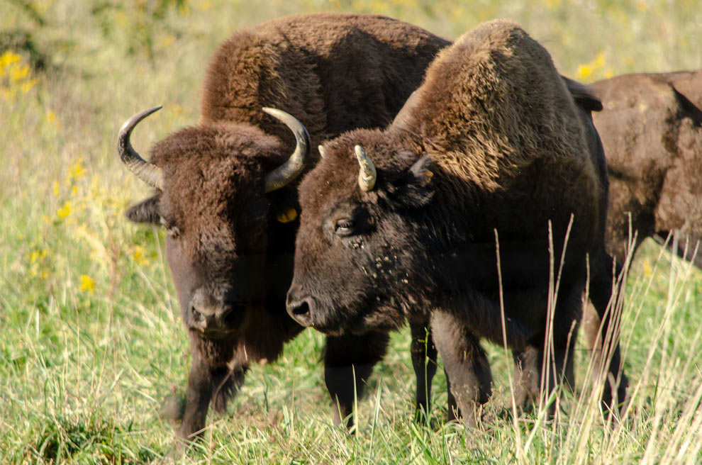 Two bison come close together, as if for a quiet conversation, in the prairie enclosure at Battelle Darby Creek Metro Park