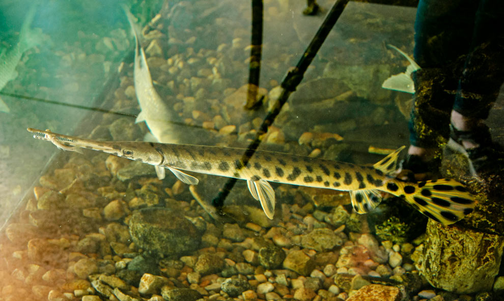 A long-nosed gar feeds in the 53-foot living stream in the nature center at Battelle Darby Creek Metro Park