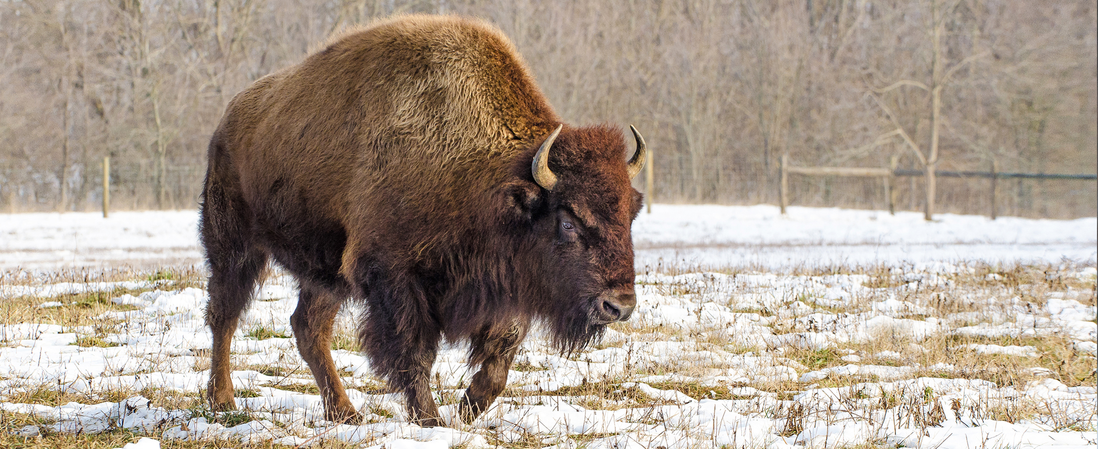 Bison in field on snowy day at Battelle Darby Creek