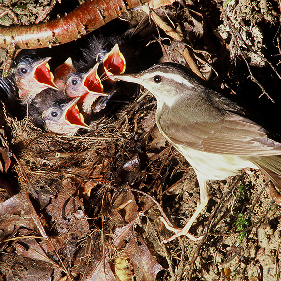 A Louisiana waterthrush with babies crying for food at the nest, in Clear Creek valley. 