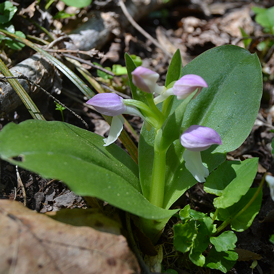 Showy orchis in bloom, one of several species of orchids in Clear Creek Valley.