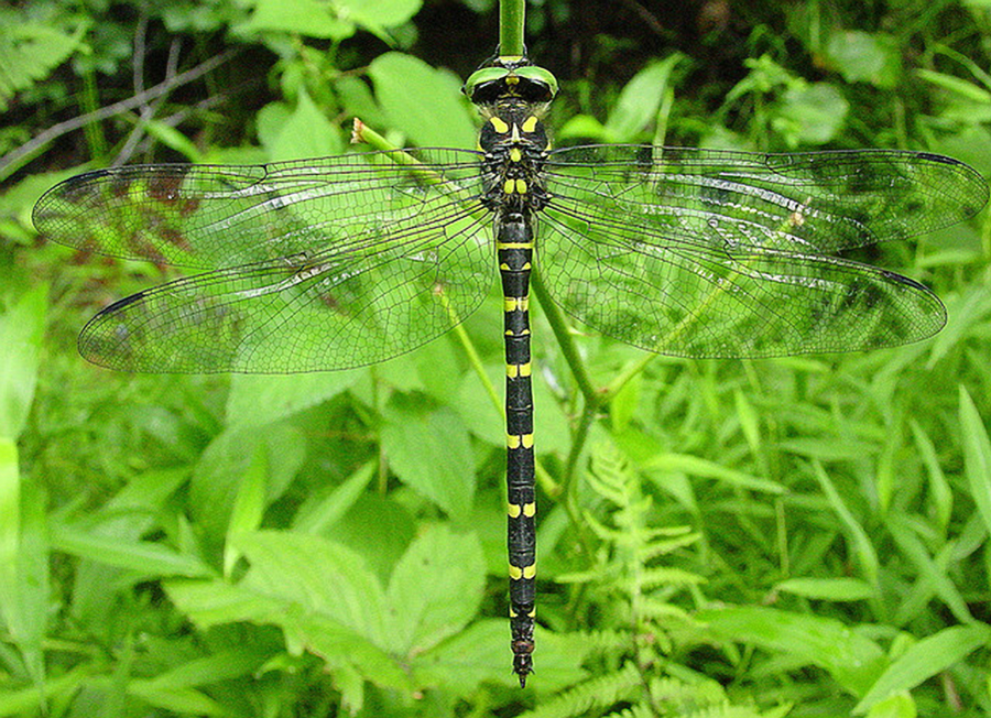 Tiger spiketail dragonfly hangs on summer vegetation in Clear Creek valley.