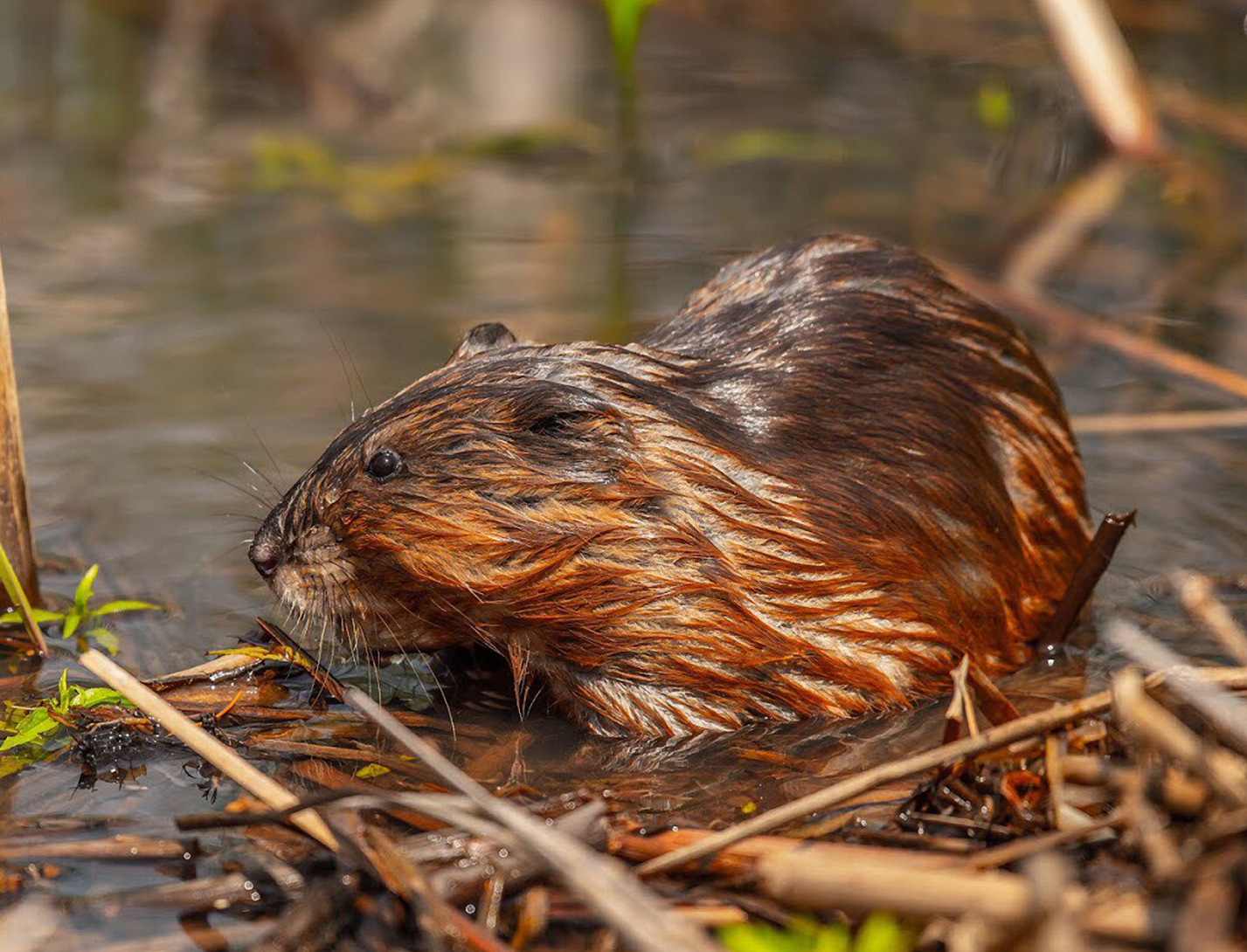 A muskrat moves about in a wetland at Glacier Ridge Metro Park.