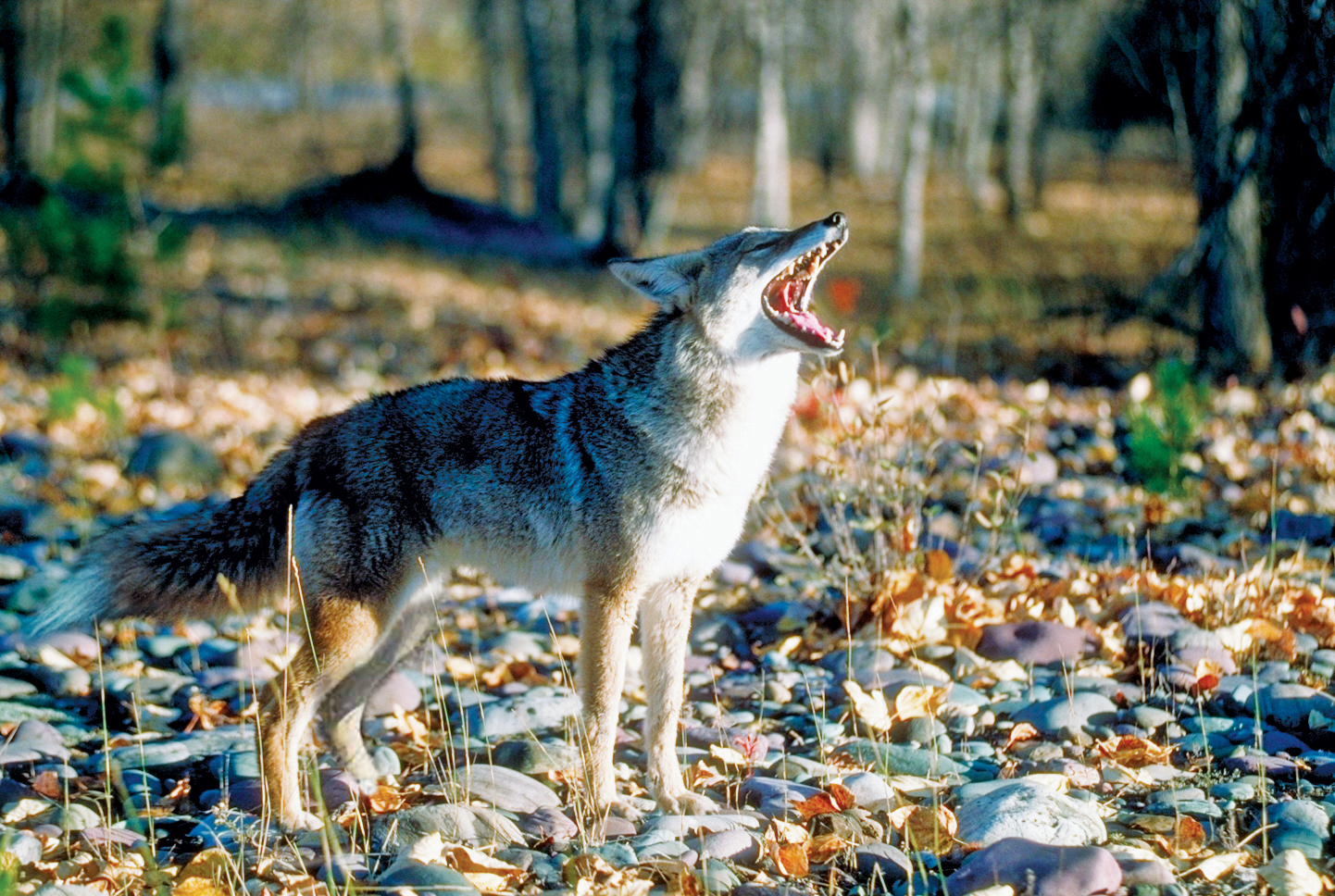 A coyote howling in the woods