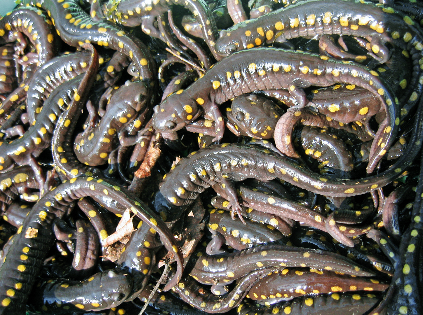 A congress of spotted salamanders, with hundreds of animals writhing together at the beginning of the mating season