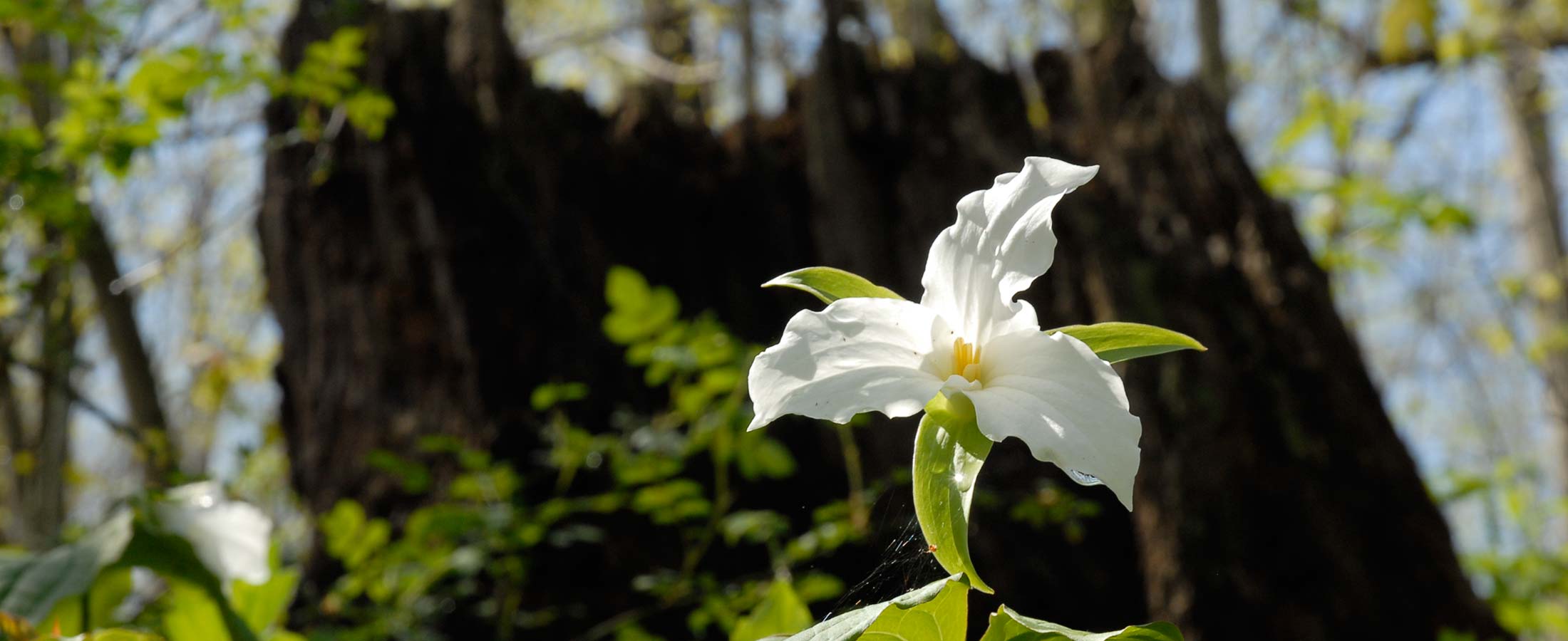Large-flowered trillium in woods at Battelle Darby Creek