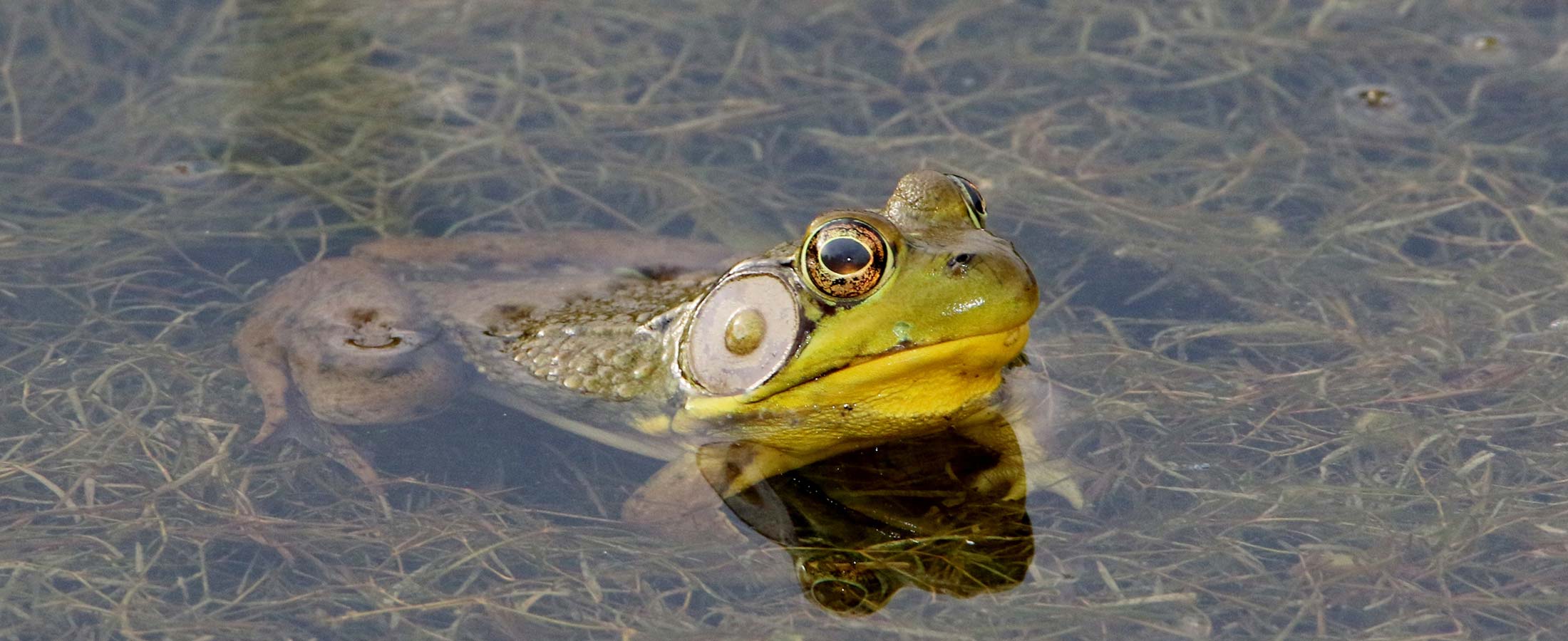 Bullfrog in wetland pond at Walnut Woods Metro Park
