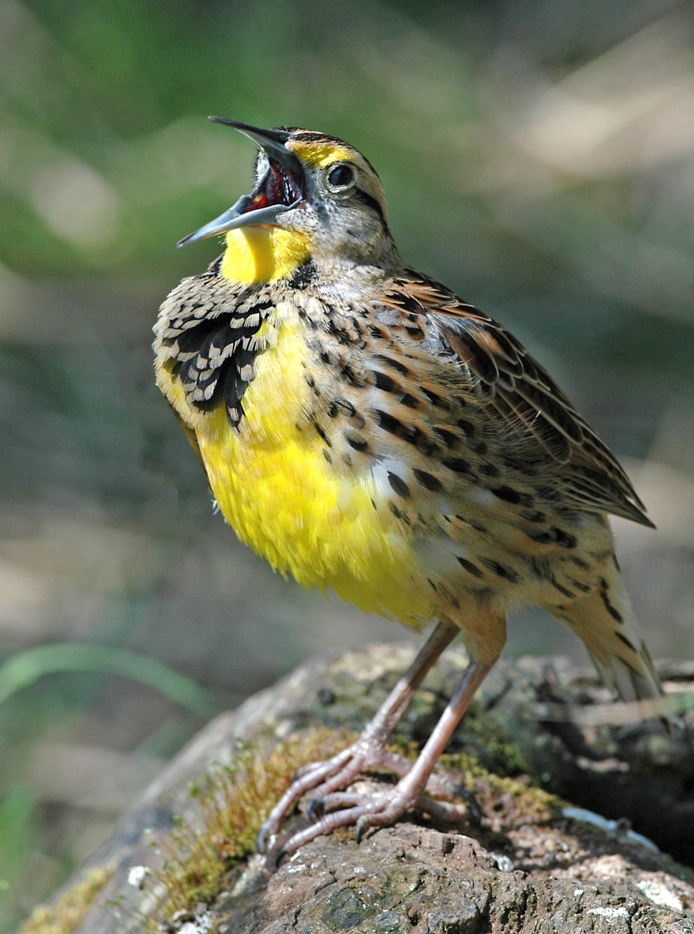 A meadowlark singing
