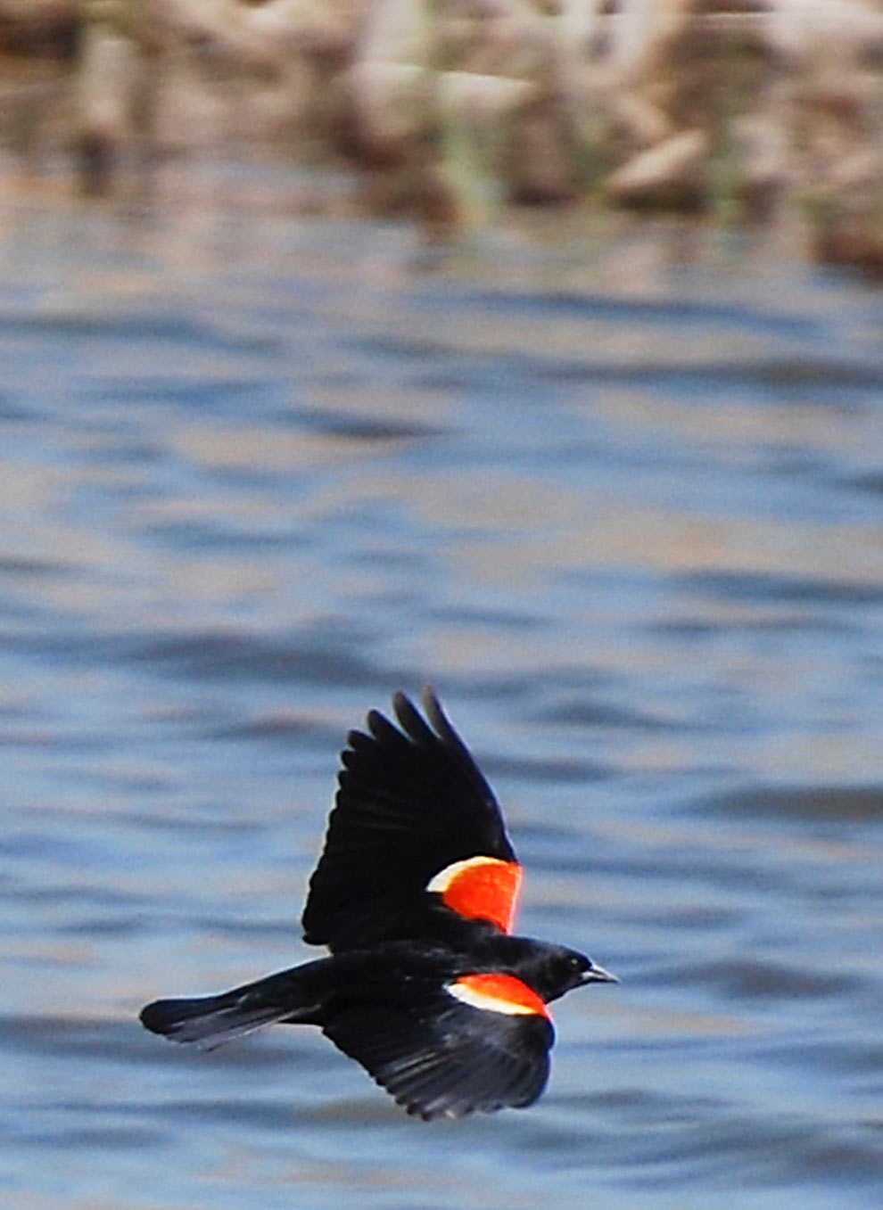 Red-winged blackbird flies over the wetland at Glacier Ridge Metro Park