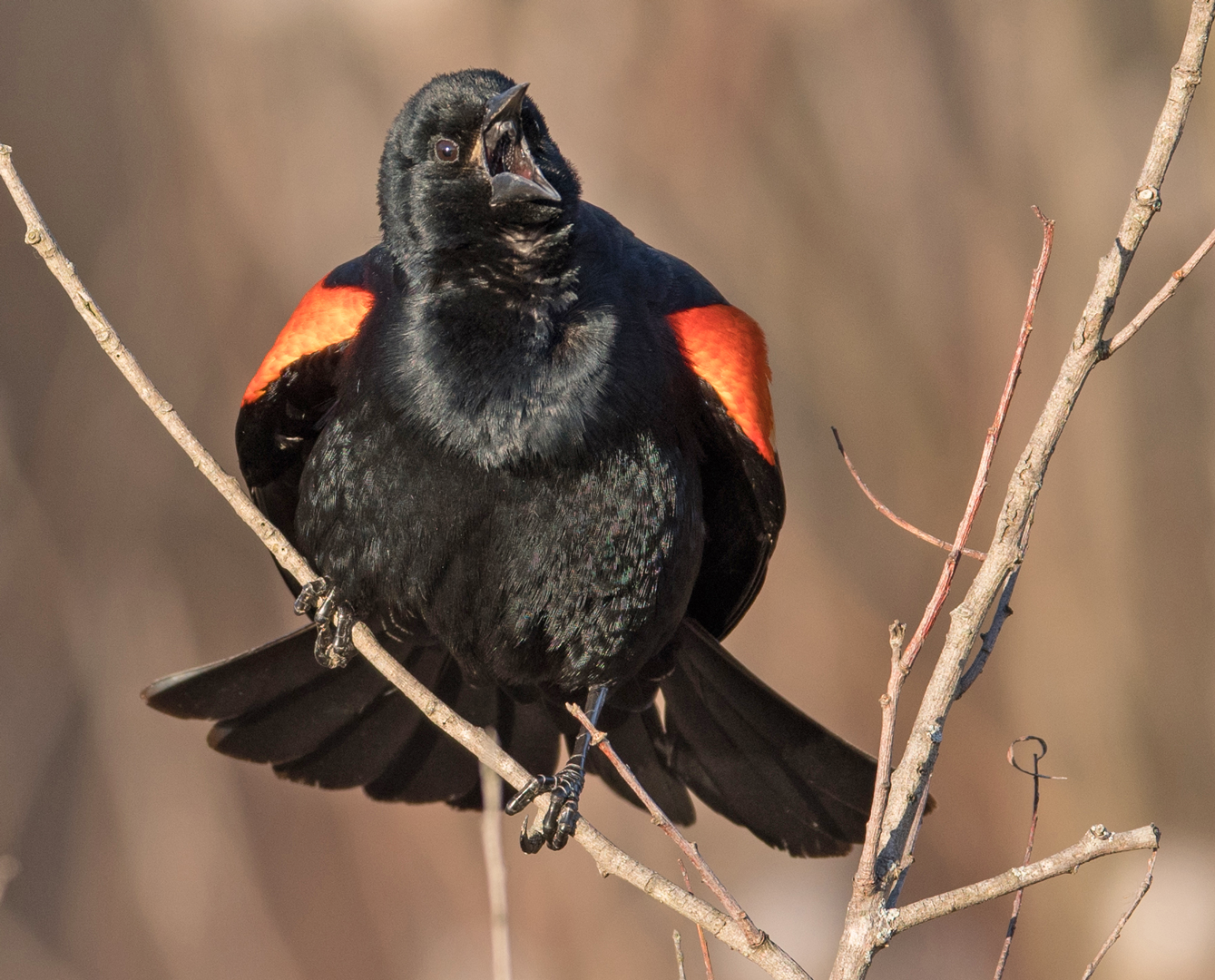 Red-winged blackbird n a tree